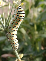 The huge Asian death's head hawkmoth caterpillar has a dim green body with black yellow and white dots .Develops into the Asia death's-head hawkmoth caterpillar