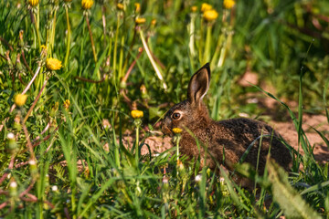 Selective focus photo. Young hare  eats grass and dandelion leafs.