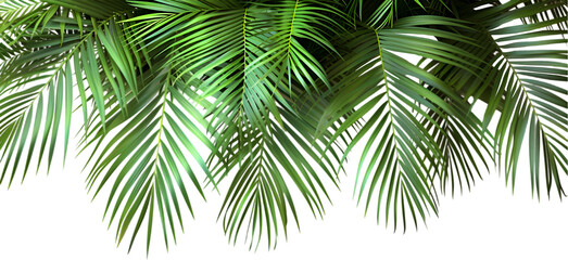 Obraz premium palm tree isolated on white background