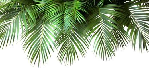 palm tree isolated on white background