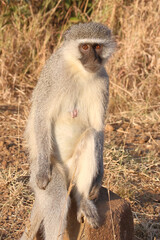 Grüne Meerkatze / Vervet monkey / Cercopithecus aethiops .