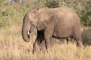 Obraz premium Afrikanischer Elefant / African elephant / Loxodonta africana