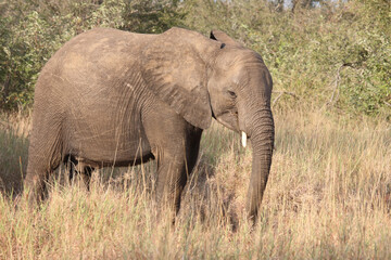 Obraz premium Afrikanischer Elefant / African elephant / Loxodonta africana