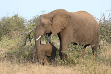 Fototapeta premium Afrikanischer Elefant / African elephant / Loxodonta africana
