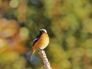 ジョウビタキ　オス　
Daurian Redstart