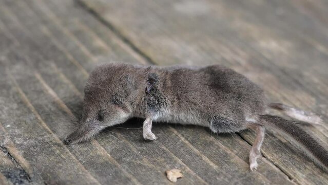 Dead shrew on the floor, house cat caught and brought in a mouse.