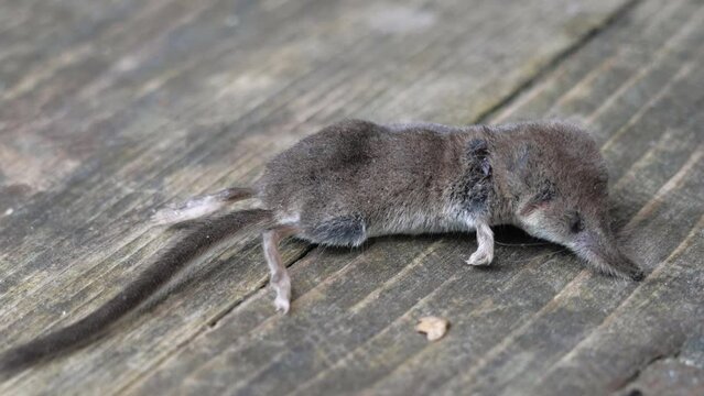 Dead shrew on the floor, house cat caught and brought in a mouse.