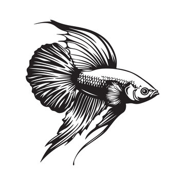 recommend clip art: Beautiful Betta Fish vector illustration Stock Vector isolated on white