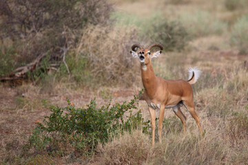Schwarzfersenantilope / Impala / Aepyceros melampus