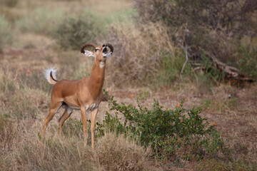 Schwarzfersenantilope / Impala / Aepyceros melampus