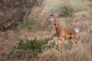 Schwarzfersenantilope / Impala / Aepyceros melampus