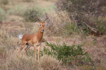 Schwarzfersenantilope / Impala / Aepyceros melampus