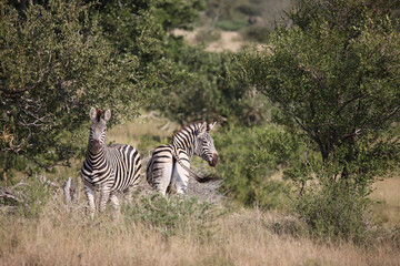 Steppenzebra / Burchell's zebra / Equus quagga burchellii