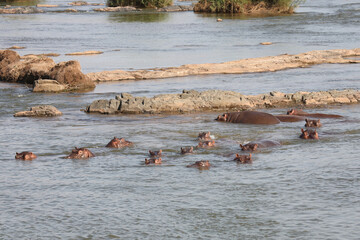Flußpferd / Hippopotamus / Hippopotamus amphibius