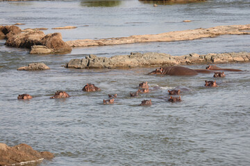 Flußpferd / Hippopotamus / Hippopotamus amphibius
