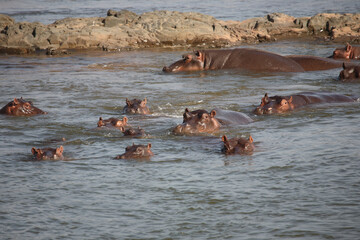 Flußpferd / Hippopotamus / Hippopotamus amphibius