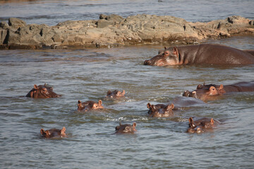 Flußpferd / Hippopotamus / Hippopotamus amphibius