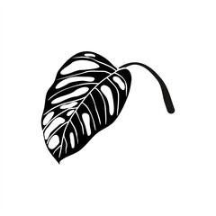 minimalist silhouette illustration of a monstera obliqua leaf. as an icon or logo