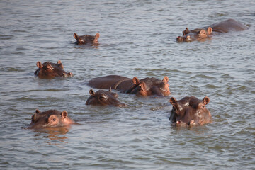 Fototapeta premium Flußpferd / Hippopotamus / Hippopotamus amphibius