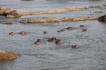 Flußpferd / Hippopotamus / Hippopotamus amphibius