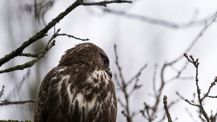 Greifvogel Porträt, sitzt auf Ast
