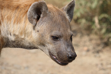 Tüpfelhyäne / Spotted hyaena / Crocuta crocuta