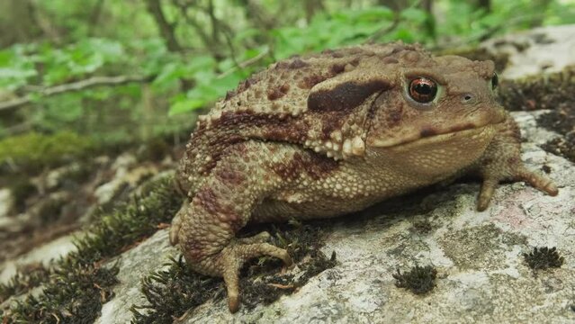 Common toad or European toad on stone. Close-up portrait of large amphibian in nature habitat, 4k
