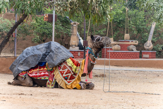 pet camel sitting in cloth and halter at outdoor