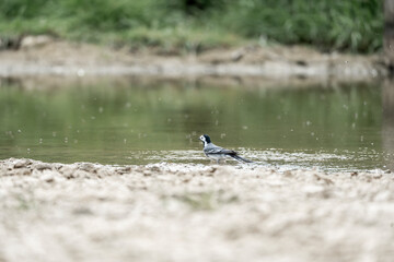 grey wagtail bird animal small washing cute little