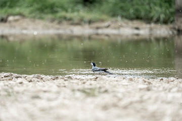 grey wagtail bird animal small washing cute little