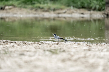 grey wagtail bird animal small washing cute little