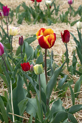 Bright red tulip in a sunny meadow with blurry background