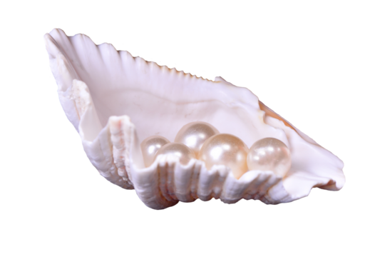 Pearl shell isolated on white background