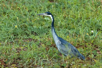 Black-Headed Heron (Ardea melanocephala) in South Luangwa National Park. Zambia. Africa.