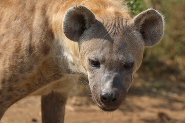 Tüpfelhyäne / Spotted hyaena / Crocuta crocuta