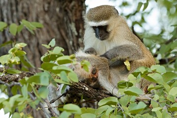 Vervet Monkey (Chlorocebus pygerythrus) in South Luangwa National Park. Zambia. Africa.