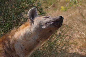 Fototapeta premium Tüpfelhyäne / Spotted hyaena / Crocuta crocuta
