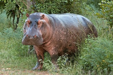 Hippo (Hippopotamus amphibius) in South Luangwa National Park. Zambia.Africa.