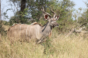 Großer Kudu / Greater kudu / Tragelaphus strepsiceros