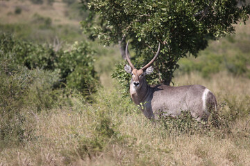 Wasserbock / Waterbuck / Kobus ellipsiprymnus