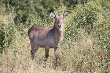 Wasserbock / Waterbuck / Kobus ellipsiprymnus