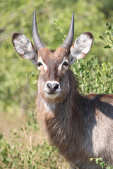 Wasserbock / Waterbuck / Kobus ellipsiprymnus