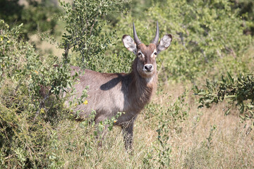 Wasserbock / Waterbuck / Kobus ellipsiprymnus