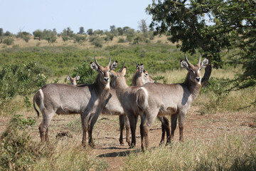 Wasserbock / Waterbuck / Kobus ellipsiprymnus