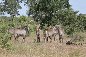 Wasserbock / Waterbuck / Kobus ellipsiprymnus