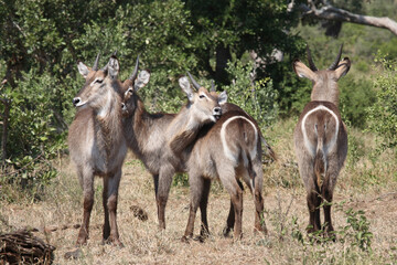 Wasserbock / Waterbuck / Kobus ellipsiprymnus