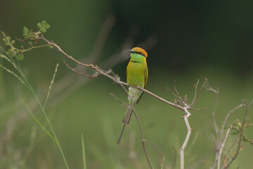 Asian green bee eater
