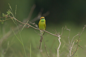 Asian Green Bee-eater