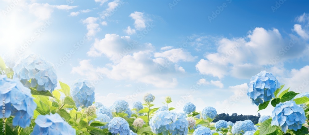 Poster In early summer a blue sky and abundant hydrangea create a picturesque scene with ample copy space for an image 120 characters