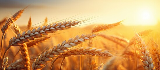 A golden hour with a ripe ear of wheat creating a captivating copy space image
